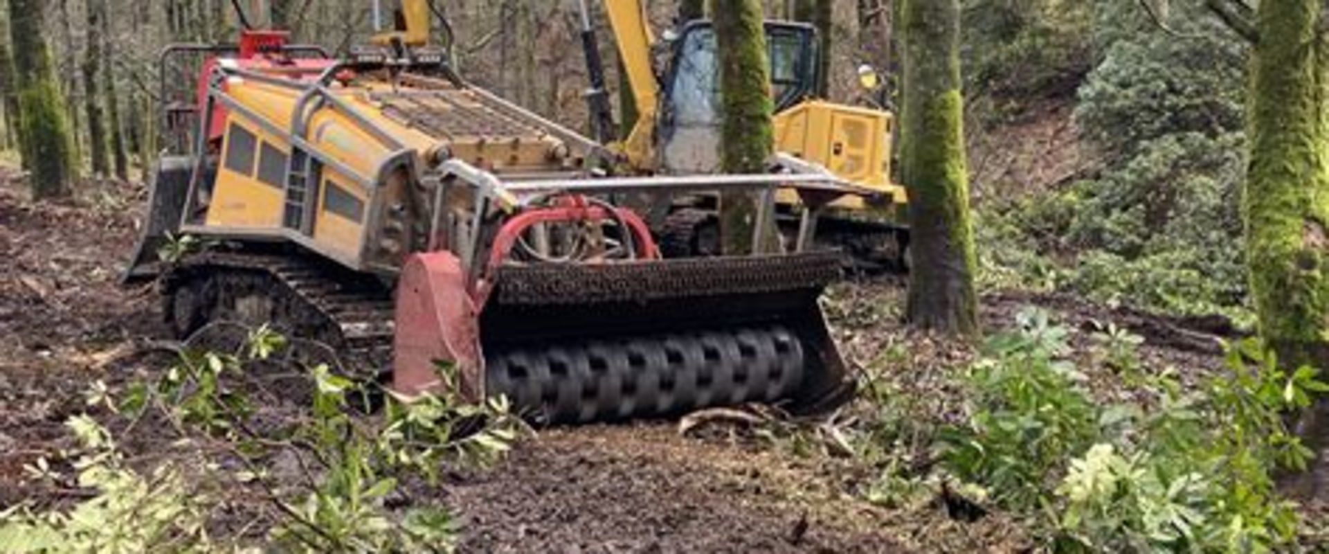 Clearing the Way: Forestry Equipment for Easier Moving Day Access