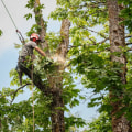 Maximizing Landscaper Services With Advanced Forestry Equipment In Portland, OR