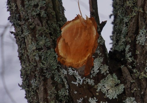 Professional Tree Removal in Chesapeake: Safe & Efficient Methods